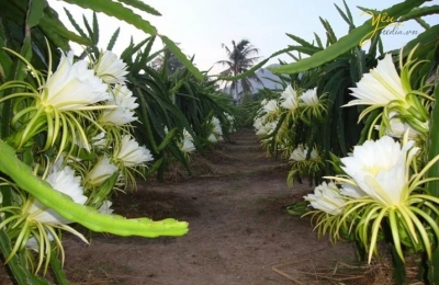 cac-loai-benh-thuong-gap-o-cay-thanh-long-va-bien-phap-phong-tru