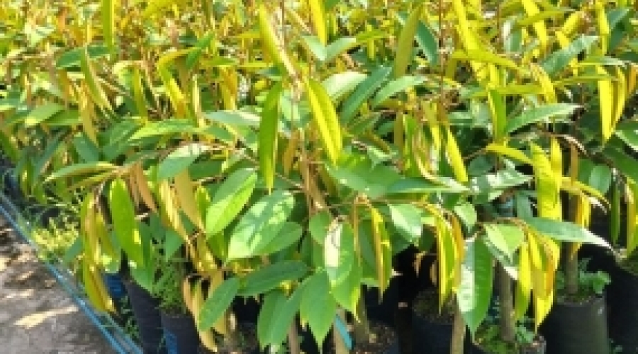 QUANG MINH – Giải Pháp Vật Tư Nông Nghiệp Chất Lượng Cho Mọi Mùa Vụ